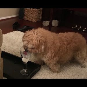 Meet your Posher, Heidi